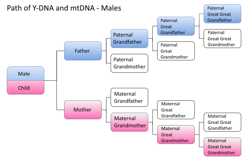 Male DNA Paths.png