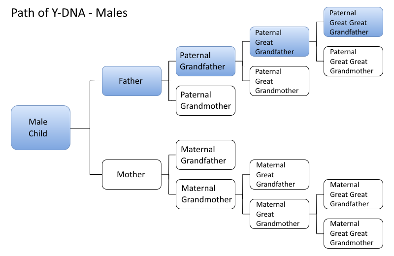 Male Y-DNA Path.png