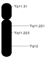 Chromosome Y.svg