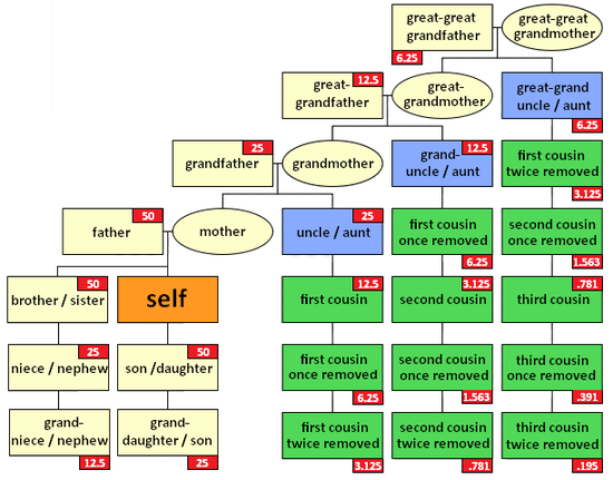 Cousin tree (with genetic kinship).png