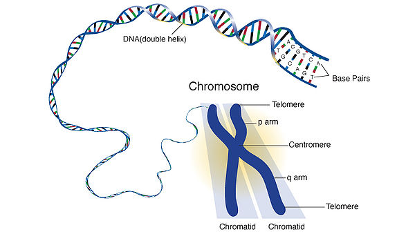 Chromosome.jpg