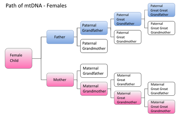 Female DNA Paths.png